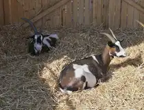 Diese Ziegen lassen sich im Moment nicht st�ren, beim  Bauernhof in der Stadt  auf einem Teil vom Parking Glacis in Luxemburg. 03.2026
