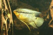 Ein Flaggenbuntbarsch (Mesonauta festivus) am 12.12009 im Zoo-Aquarium Berlin.