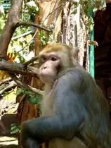 Die Rhesusaffen geh�ren seit Jahrzehnten zu den absoluten Publikumslieblingen in Altenburg. Ihr Gehege ist so gestaltet, dass die Besucher die Tiere besonders gut bei ihrem ausgepr�gten Sozialverhalten beobachten k�nnen. Foto 07.08.22