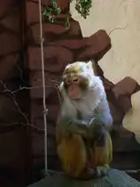 Die Rhesusaffen geh�ren seit Jahrzehnten zu den absoluten Publikumslieblingen in Altenburg. Ihr Gehege ist so gestaltet, dass die Besucher die Tiere besonders gut bei ihrem ausgepr�gten Sozialverhalten beobachten k�nnen. Foto 07.08.22