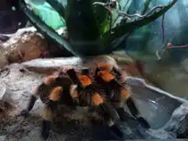 Die Vogelspinne ist ein beeindruckendstes Tier im Inselzoo Altenburg. Foto 07.08.22