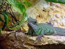 Bartagamen stammen aus den Trockengebieten und Halbw�sten Australiens. Hier der Bartagame ist ein beeindruckendstes Tier im Inselzoo Altenburg. Foto 07.08.22