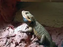 Bartagamen stammen aus den Trockengebieten und Halbw�sten Australiens. Hier der Bartagame ist ein beeindruckendstes Tier im Inselzoo Altenburg. Foto 07.08.22