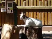 Hausziege. Aufgenommen im August 2022 im Inselzoo Altenburg