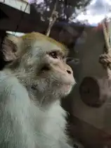 Ein Rhesusaffe im Gehege. Die Rhesusaffen geh�ren seit Jahrzehnten zu den absoluten Publikumslieblingen im Inselzoo Altenburg. Foto 10.08.23 