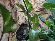 Bartagamen stammen aus den Trockengebieten und Halbw�sten Australiens. Hier der Bartagame ist ein beeindruckendstes Tier im Inselzoo Altenburg. Foto 10.08.23