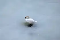 Ein Schwan beim Fussbad im Kreideweiss der Ostsee vor R�gen. - 19.04.2026
