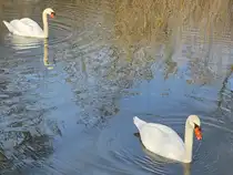 Zwei Schw�ne im Henrichsteich, so gesehen Anfang M�rz 2026 in Hattingen.