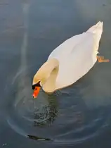 Dieser Schwan war Anfang 2026 in Hattingen zu sehen.