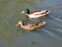 Im Bild ein Stockentenpaar, welches Anfang April 2026 einen gemeinsamen Ausflug auf dem Henrichsteich in Hattingen wagte.
