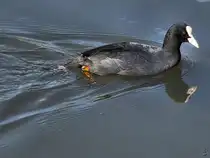 Anfang April 2026 schwamm ein Bl�sshuhn im Hattinger Henrichsteich.