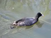 Im Bild ein Bl�sshuhn im Hattinger Henrichsteich, so gesehen Anfang April 2026.