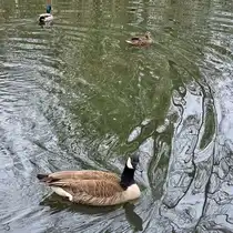 Hier zu sehen eine Kanadagans und zwei Stockenten. (Hattingen, April 2026)