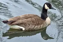 Im Bild eine Kanadagans, welche Mitte April 2026 auf dem Henrichsteich in Hattingen schwamm.