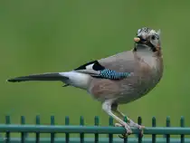 Dieser Eichelh�her hat sich einen kleinen Snack geschnappt, so gesehen Ende M�rz 2026 in Hattingen.