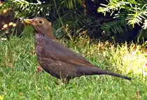 Amsel im Garten - 17.07.2025
