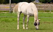 Pferd auf einer Weide bei Euskirchen - 17.08.2025
