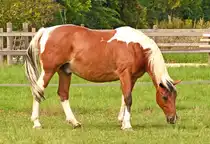 Pferd auf einer Weide bei Euskirchen - 17.08.2025