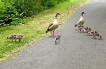 Nilgansfamilie im Freizeitpark Rheinbach - 21.07.2025
