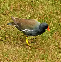 Teichhuhn im Freizeitpark Rheinbach - 21.07.2025