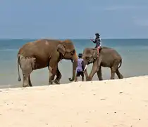 Asiatische Elefanten an einem Strand in Thailand - 03.04.2026