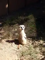 Das markanteste Merkmal der Erdm�nnchen ist ihr Sozialverhalten. Sie leben in Gruppen von bis zu 30 Tieren. W�hrend der Rest der Gruppe nach Nahrung sucht oder spielt, �bernimmt mindestens ein Tier den Posten des W�chters (Foto). Foto aus Altenburg Inselzoo 07.08.22