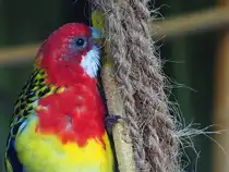 Ein fliegender Regenbogen. Das auff�lligste Merkmal des Rosellasittichs ist sein prachtvolles Federkleid. Die klassische Wildform besticht durch eine Kombination aus leuchtendem Rot an Kopf und Brust, wei�en Wangenflecken und einem gelben Bauch. Foto aus Altenburg Inselzoo 10.08.23
