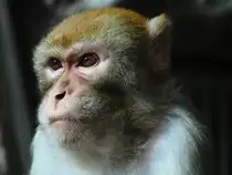 Ein Rhesusaffe im Gehege. Die Rhesusaffen geh�ren seit Jahrzehnten zu den absoluten Publikumslieblingen im Inselzoo Altenburg. Foto 10.08.23