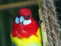 Ein fliegender Regenbogen. Das auff�lligste Merkmal des Rosellasittichs ist sein prachtvolles Federkleid. Die klassische Wildform besticht durch eine Kombination aus leuchtendem Rot an Kopf und Brust, wei�en Wangenflecken und einem gelben Bauch. Foto aus Altenburg Inselzoo 10.08.23