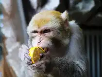 Ein Rhesusaffe im Gehege. Die Rhesusaffen geh�ren seit Jahrzehnten zu den absoluten Publikumslieblingen im Inselzoo Altenburg. Foto 10.08.23