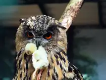 Der Europ�ische Uhu ist der unangefochtene K�nig der Nacht. Als gr��te Eulenart der Welt beeindruckt er nicht nur durch seine imposante Erscheinung, sondern auch durch seine hocheffizienten Jagdf�higkeiten. Uhu im Inselzoo Altenburg. Foto 10.08.23