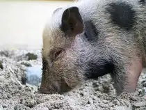 Minischweine, Hier im Inselzoo Altenburg (Foto 10.08.23) sind keine eigene Rasse, sondern eine Zuchtform des vietnamesischen H�ngebauchschweins. Sie sind intelligent, neugierig und haben eine Pers�nlichkeit, die oft als Mischung aus Hund und Kleinkind beschrieben wird.