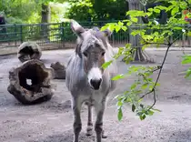 Der Hausesel, hier im Inselzoo Altenburg (Foto 10.08.23) ist weit mehr als nur das „st�rrische“ Lasttier aus dem Bilderbuch.