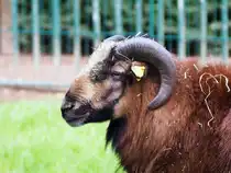 Ziegen geh�ren zu den �ltesten Nutztieren der Menschheit und sind wahre �berlebensk�nstler. Ob in den steilen H�ngen des Himalayas oder auf einem Bauernhof in den Alpen. Ziegen kommen fast �berall zurecht. Sie sind bekannt f�r ihre Neugier, ihre Kletterk�nste und ihren ganz eigenen Dickkopf. Foto aus Altenburg Inselzoo 10.08.23