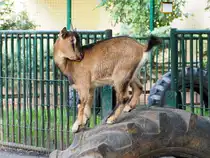 Ziegen geh�ren zu den �ltesten Nutztieren der Menschheit und sind wahre �berlebensk�nstler. Ob in den steilen H�ngen des Himalayas oder auf einem Bauernhof in den Alpen. Ziegen kommen fast �berall zurecht. Sie sind bekannt f�r ihre Neugier, ihre Kletterk�nste und ihren ganz eigenen Dickkopf. Foto aus Altenburg Inselzoo 10.08.23