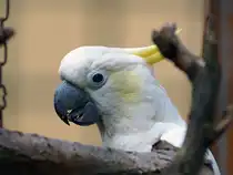 Der Kakadu ist der „Rockstar“ unter den Papageien. Mit seiner markanten Federhaube, seinem oft schneewei�en Gefieder und seinem extrem temperamentvollen Wesen zieht er alle Blicke auf sich. Foto aus Altenburg Inselzoo 10.08.23