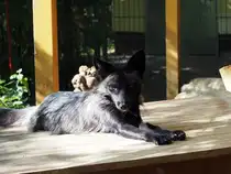 Der Silberfuchs ist keine eigene Tierart, sondern eine faszinierende Farbvariante des gew�hnlichen Rotfuchses. Mit seinem dunklen, geheimnisvollen Fell und den silbrig schimmernden Haarspitzen galt er lange Zeit als eines der wertvollsten Pelztiere der Welt – eine Popularit�t, die seine Geschichte ma�geblich gepr�gt hat. Foto aus Altenburg Inselzoo 10.08.23