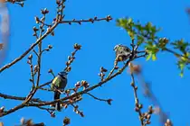 Blaumeisen im Ge�st. - 29.04.2026