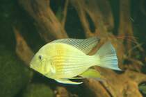 Tapajos-Erdfresser Weibchen (Geophagus altifrons) am 12.12.2009 im Zoo-Aquarium Berlin.