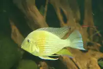 Tapajos-Erdfresser Weibchen (Geophagus altifrons) am 12.12.2009 im Zoo-Aquarium Berlin.