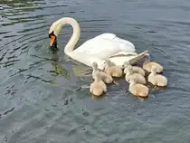Sieht nicht sehr lecker aus, was die Schwanenmama da vom Gew�ssergrund geholt hat. Naja, Hauptsache es schmeckt. (Hattingen, Mai 2026)