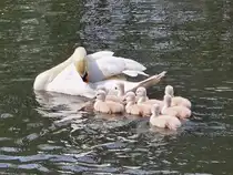Diese Schwanenfamilie war Anfang Mai 2026 in Hattingen zu beobachten.