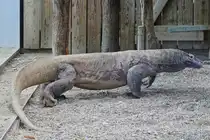 Komodowaran, (Varanus komodoensis), Haus des Meeres in Wien. 07.05.2026 