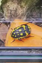 Skarab�usk�fer, (Pachnoda fissipuncta), lebt in Afrika), wird bis zu 3 cm gro�. Haus des Meeres in Wien. 07.05.2026