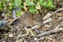 Ratte im Unterholz. - 01.06.2026