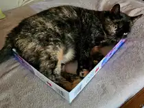 Katzen und Kartons, passt immer irgendwie. (Hattingen, Juni 2026)