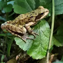 Diesen Teichfrosch habe ich im Juli 2026 in einem Wald bei Hattingen entdeckt.