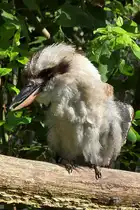 Der gr��te Vertreter in der Familie der Eisv�gel ist der J�gerliest oder auch lachender Hans. (Zoo Dortmund, August 2026)