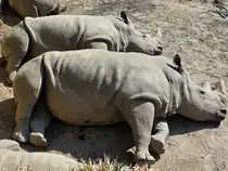 Siesta bei den Rhinos, so gesehen Anfang August 2026 im Zoo Dortmund.