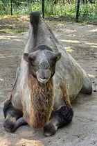 Dieses Trampeltier war Anfang August 2026 im Zoo Dortmund zu sehen.